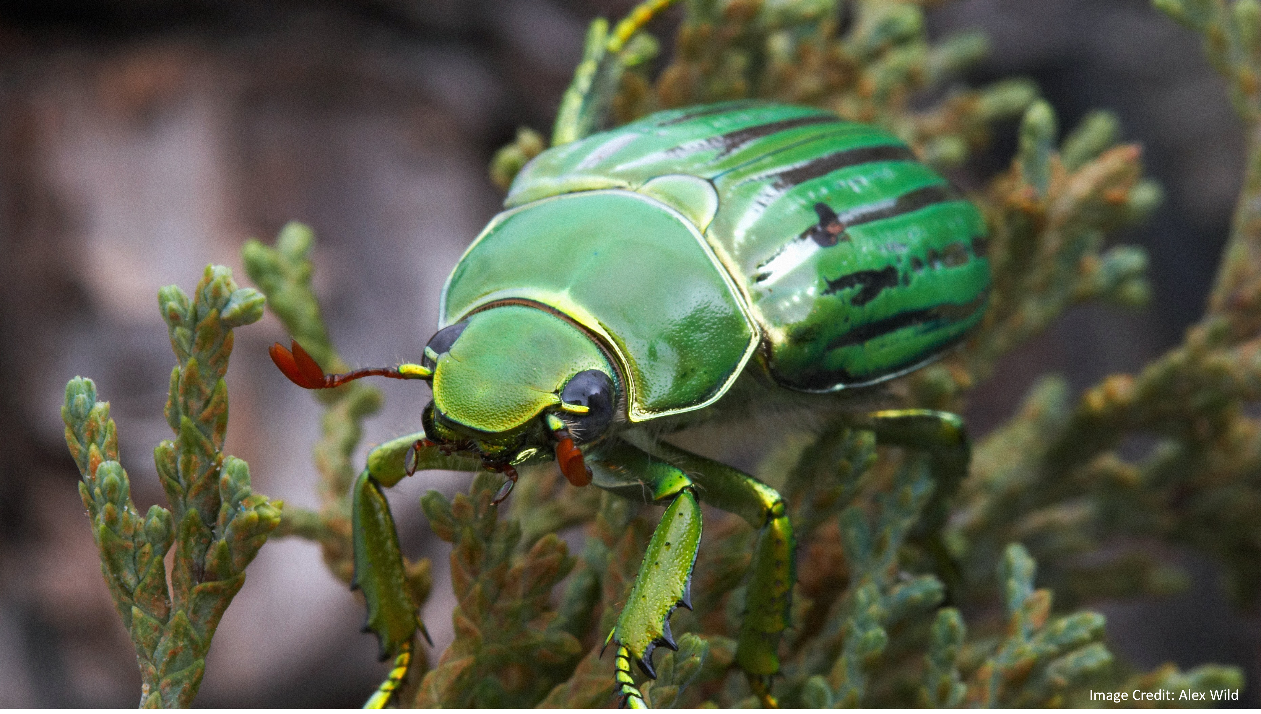 Chrysina gloriosa jewel scarab