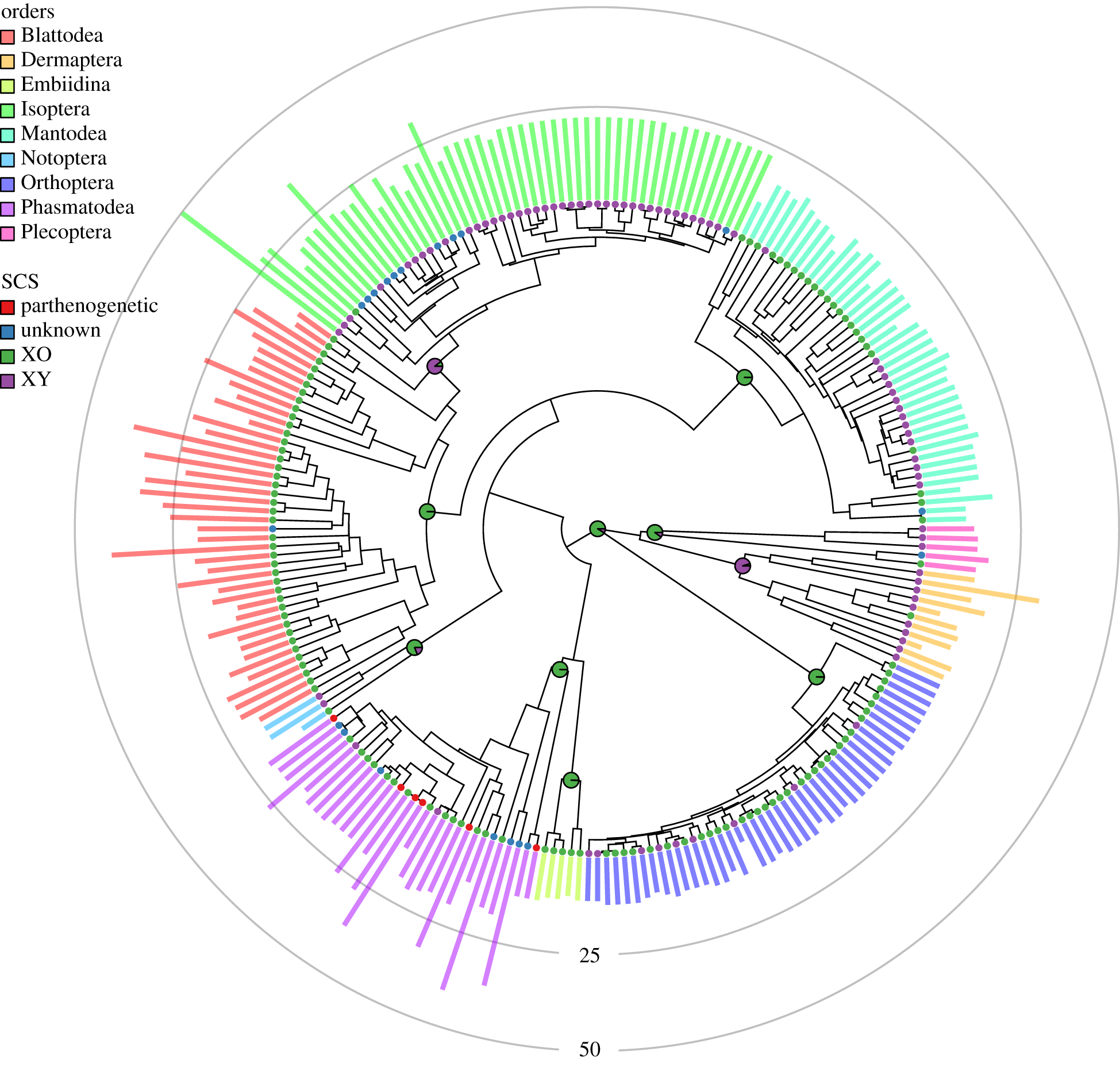 Chromosome karyotype illustration